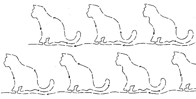 Little Kitten - 2 rows of 4"